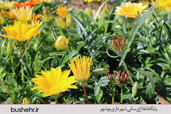 نهالستان