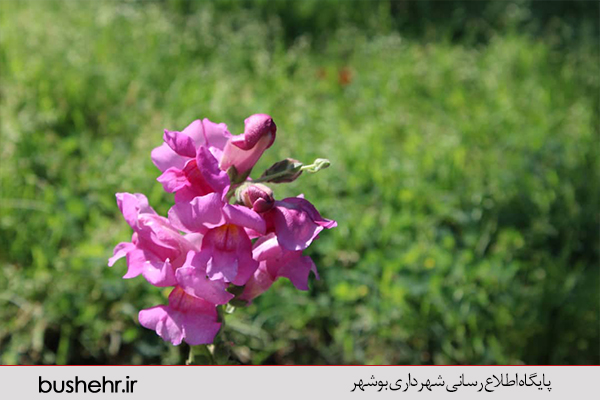 نهالستان