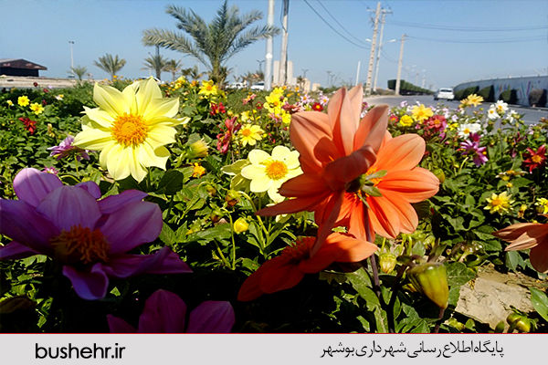 گزارش تصویری