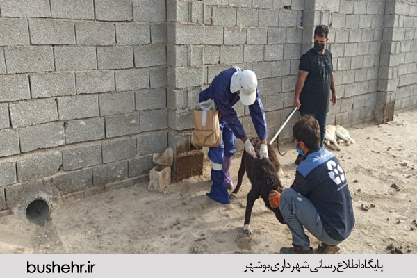 سازمان پسماند