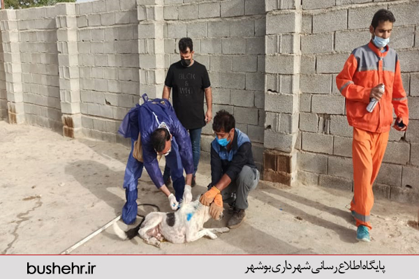 گزارش تصویری