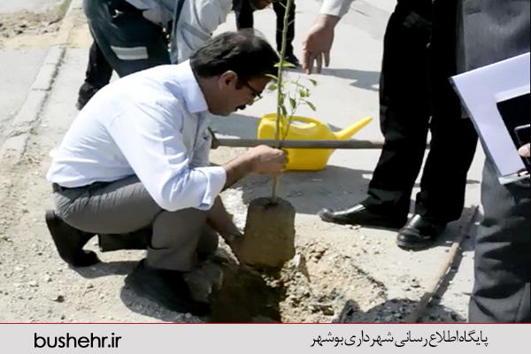 کاشت 2000  اصله نهال درخت مرکبات در محلات شهر بوشهر