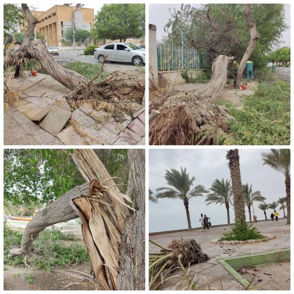 خسارت گسترده تندباد و باران به تاسیسات شهری در بندر بوشهر / از افتادن سه درخت کهنسال تا پاره شدن پرچم میدان تشریفات در بوشهر