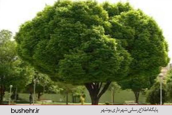 فروش سرشاخه درختان در شبکه مجازی