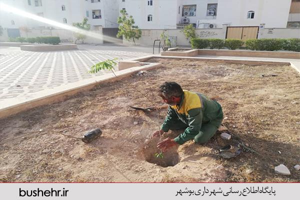 فعالیت های سازمان سیما ٬ منظر و فضای سبز شهرداری بندر بوشهر