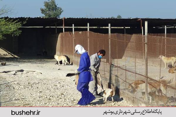 عملیات واکسیناسیون و ساماندهی سگ های بلا صاحب به منظور پیشگیری از بروز بیماری ها در شهر بوشهر شروع شد.