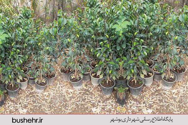 ۳۳۰ نهال درخت در آرامستان دار الرحمه بوشهر کاشته می شود