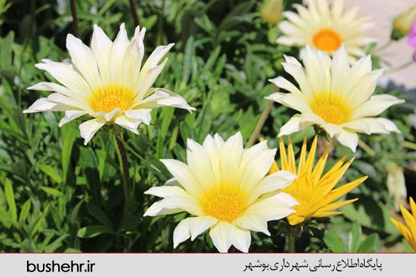 تولید کامل انواع گلهای فصلی در گلخانه نهالستان گامی موثر در مدیریت منابع مالی