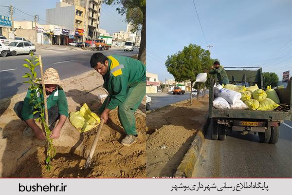 عملیات خاک برداری، تسطیح ،هرس و فرم دهی درختان  وکاشت نهال نارنج در بلوار طالقانی  اجرایی شد.